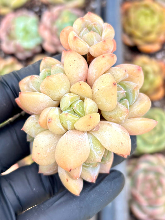 Echeveria Crystal Candy | Live Succulent Plant | Echeveria Cluster | Rare Imported Echeveria | Imported Plants