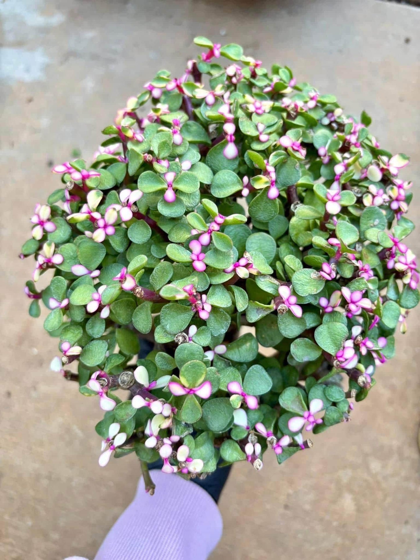 Portucalaria Candy Jade | Live Succulent Plant | Korean Succulent | Rare Imported Echeveria | Imported Plants