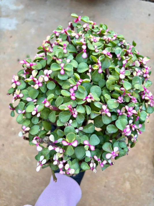 Portucalaria Candy Jade | Live Succulent Plant | Korean Succulent | Rare Imported Echeveria | Imported Plants