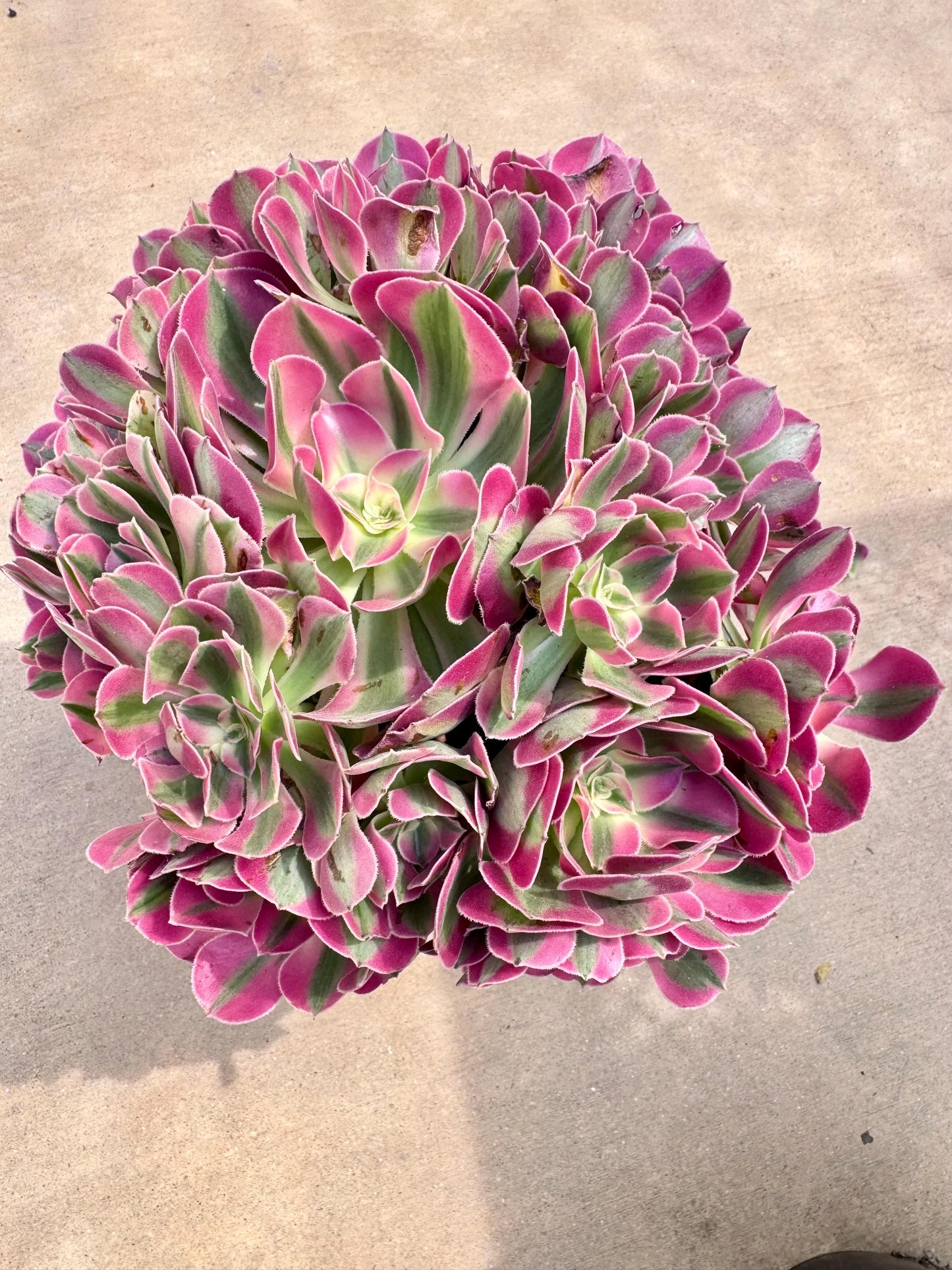 Aeonium Valentine Variegated | Live Succulent Plant | Rare Imported Aeonium | Imported Plants