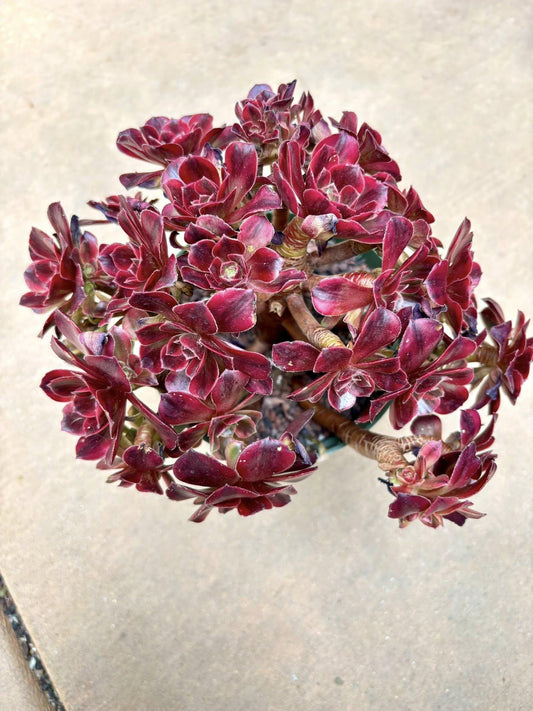 Aeonium Anna Variegated | Live Succulent Plant | Korean Succulent | Rare Imported Echeveria | Imported Plants