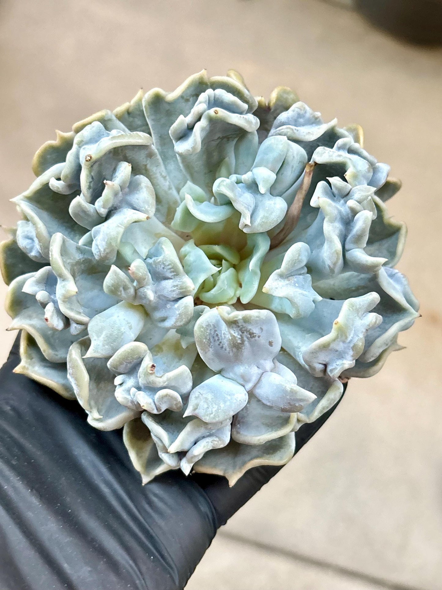 Echeveria Thriller Pearl| Live Succulent Plant | Korean Succulent | Rare Imported Echeveria | Imported Plants