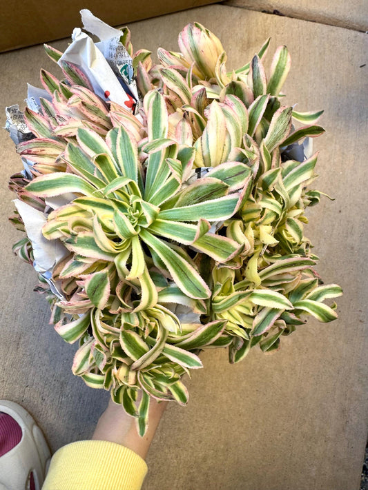Aeonium Xiyan Variegated | Rare Imported Succulent | Collector’s Succulent