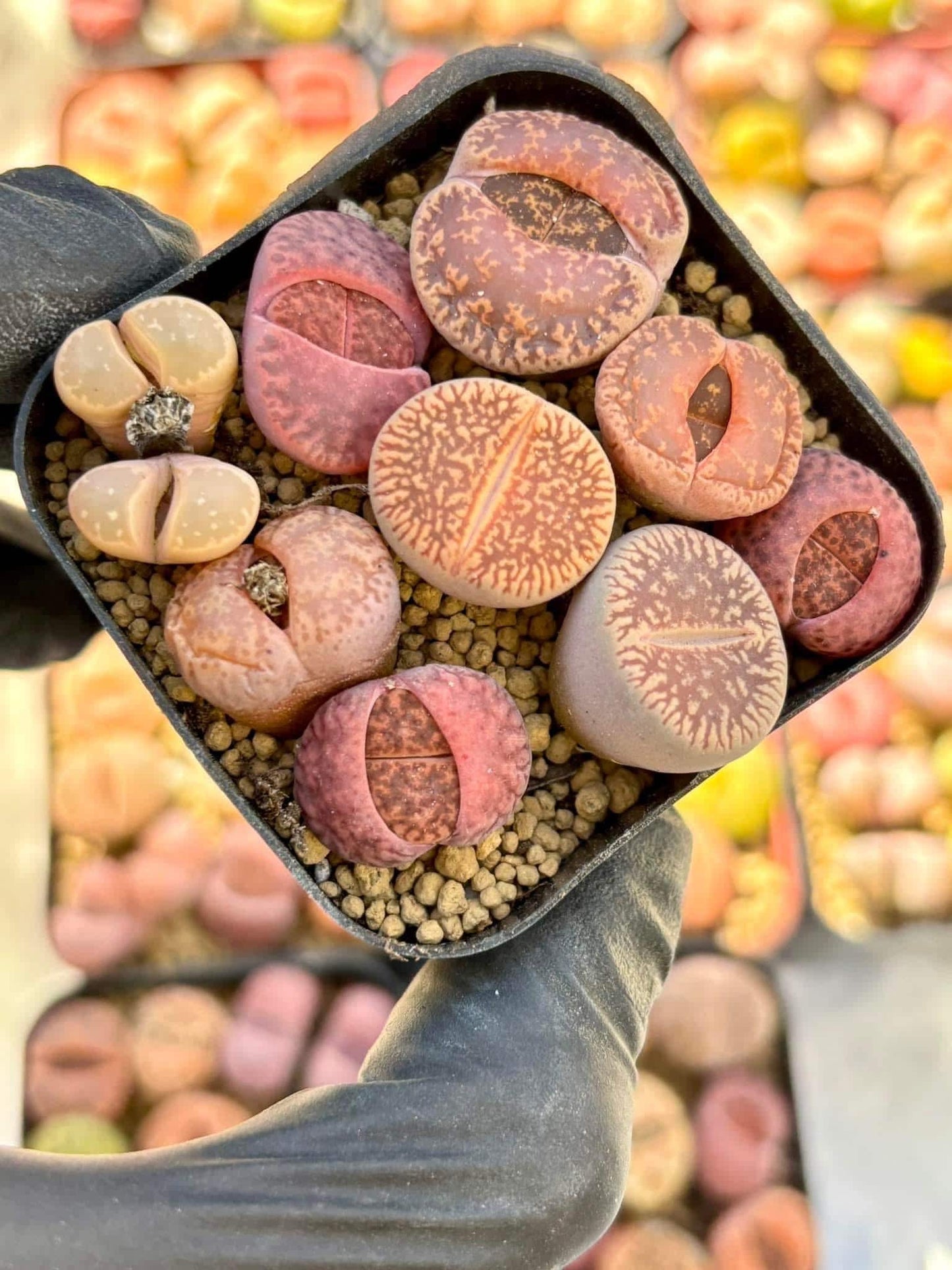 Lithops Mix Pot | Live Succulent Plant | Korean Succulent | Rare Imported Succulent | Imported Plants