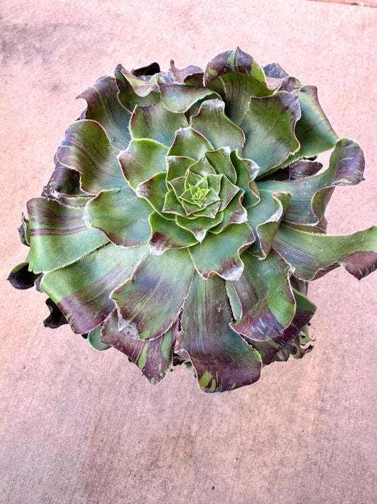 Variegated Aeonium Big Bang Rose | Rare Imported Succulent | Collector’s Succulent