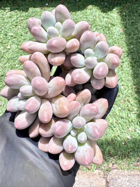 Echeveria Dumpling Cheese | Live Succulent Plant | Imported Plants | Imported Echeveria