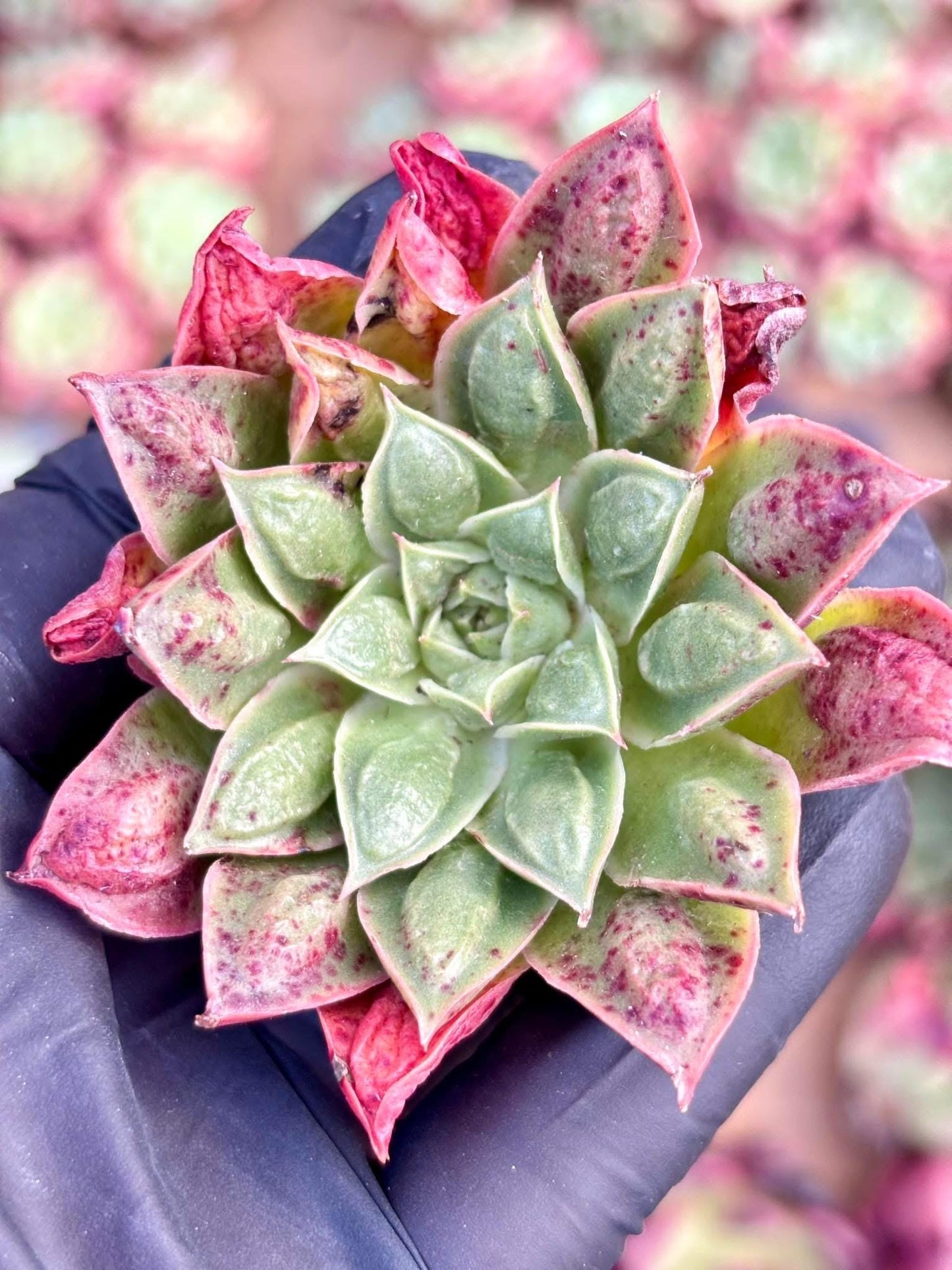 Echeveria Longisisima wart | Live Succulent Plant | Korean Succulent | Rare Imported Echeveria | Imported Plants