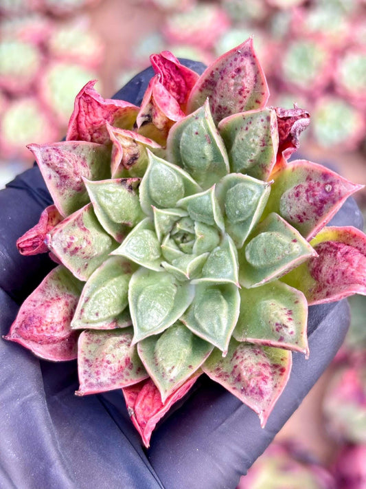 Echeveria Longisisima wart | Live Succulent Plant | Korean Succulent | Rare Imported Echeveria | Imported Plants