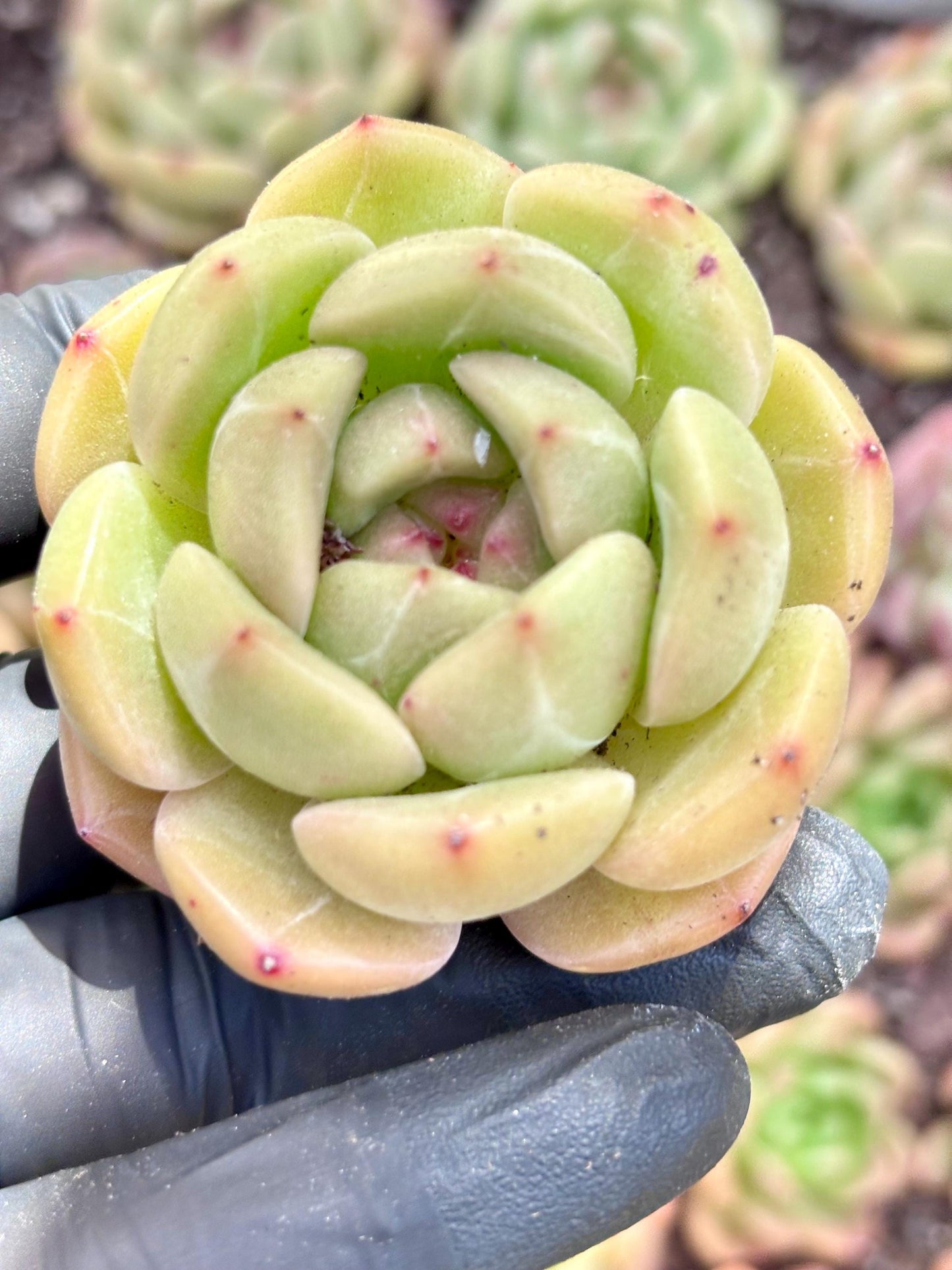 Echeveria Hatsune | Live Succulent Plant | Echeveria Cluster | Rare Imported Echeveria | Imported Plants