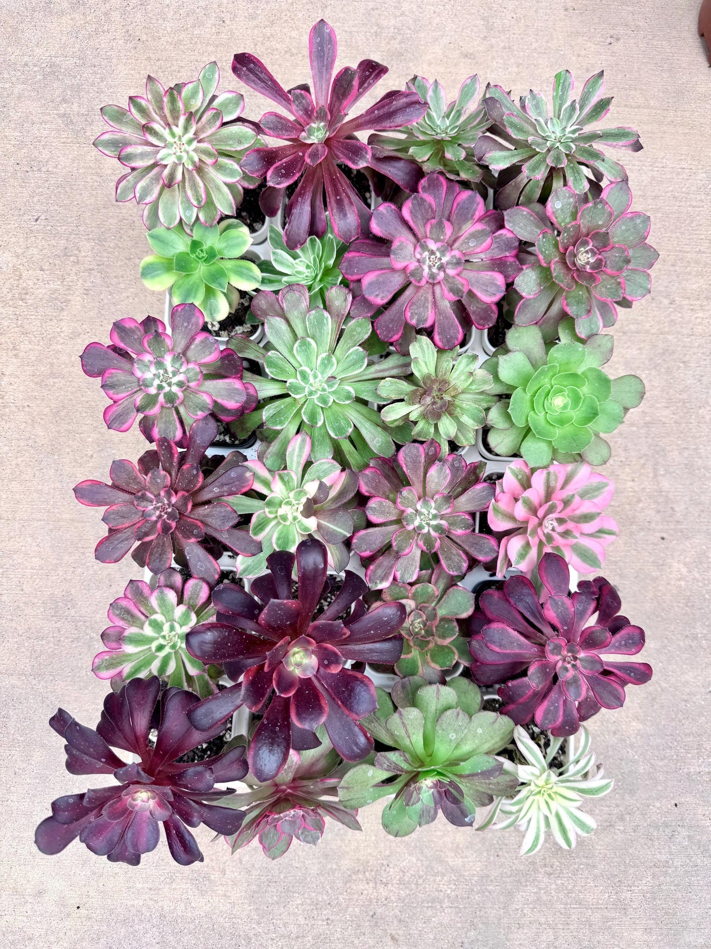 Aeonium Single Head Mix 5pcs | Live Succulent Plant | Korean Succulent | Rare Imported Aeonium | Imported Plants