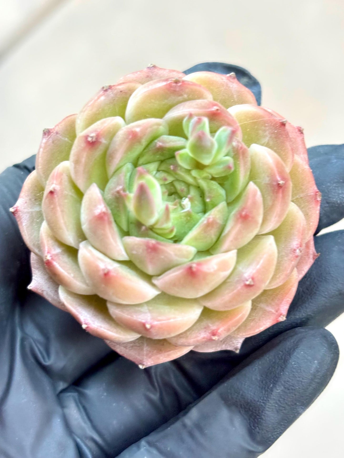 Echeveria Coke| Live Succulent Plant | Korean Succulent | Variegated aeonium | Imported Plants |