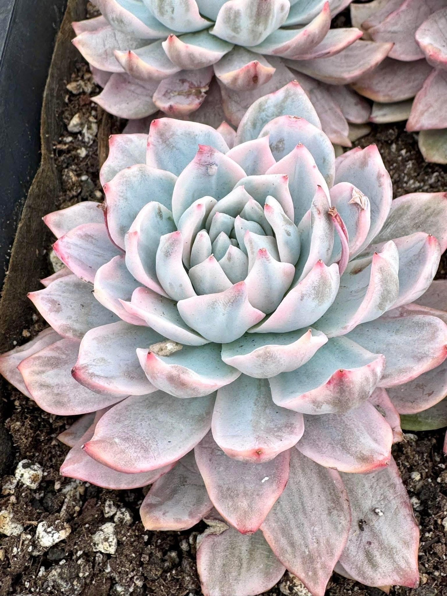 Echeveria Pink Blue Bird Variegated | Rare Imported Succulent | Collector Succulent