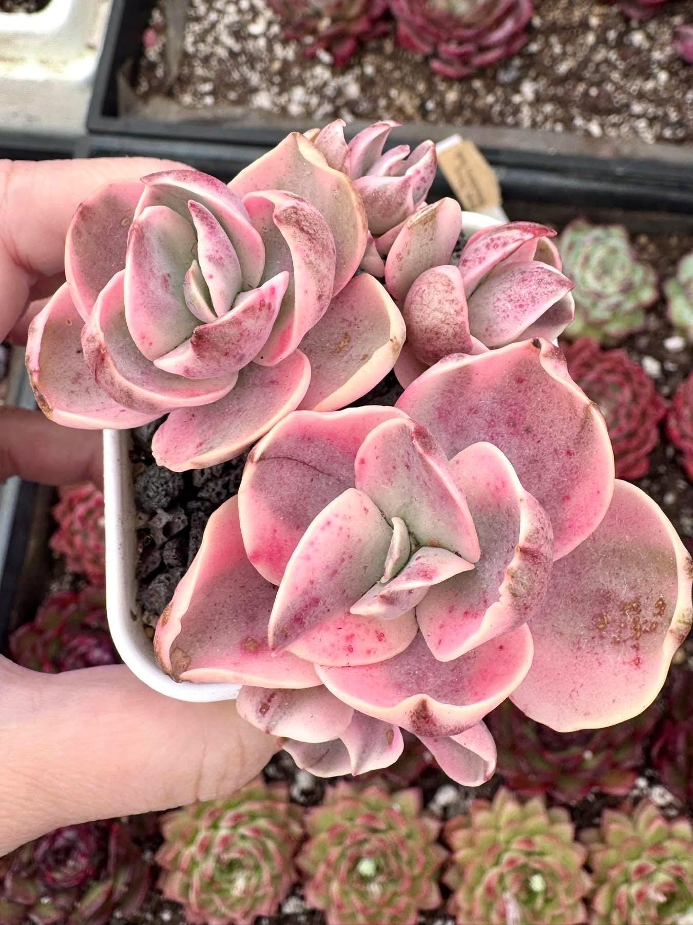 Echeveria First Kiss Variegated | Rare Imported Succulent | Collector Succulent