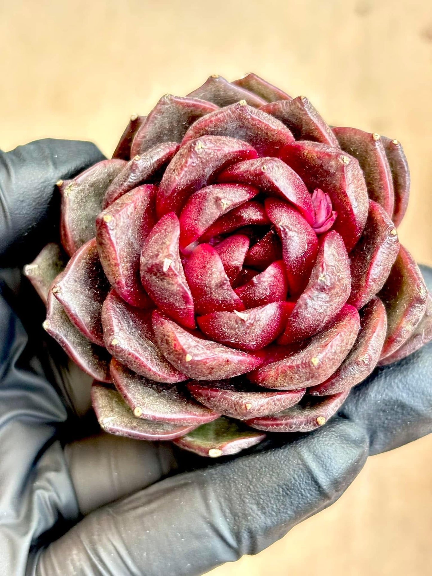 Echeveria Twilight Star | Live Succulent Plant | Imported Plants | Imported Echeveria