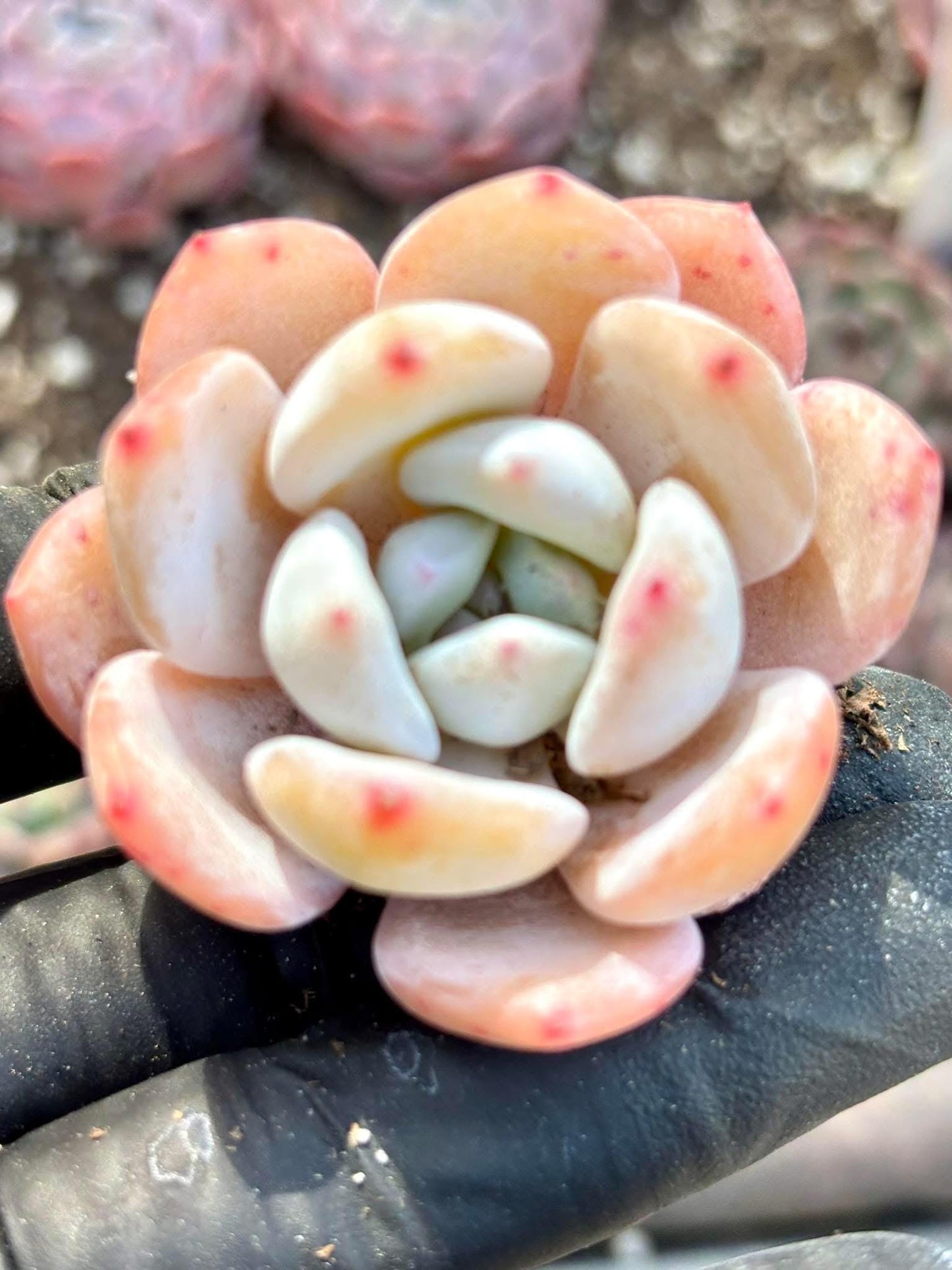 Echeveria Milk Cap Live Succulent Plant | Korean Succulent | Rare Imported Echeveria | Imported Plants