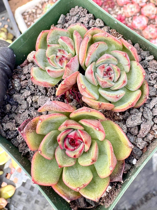Echeveria Sango Jenny | Live Succulent Plant | Korean Succulent | Variegated Echeveria | Imported Plants | Echeveria Clusters