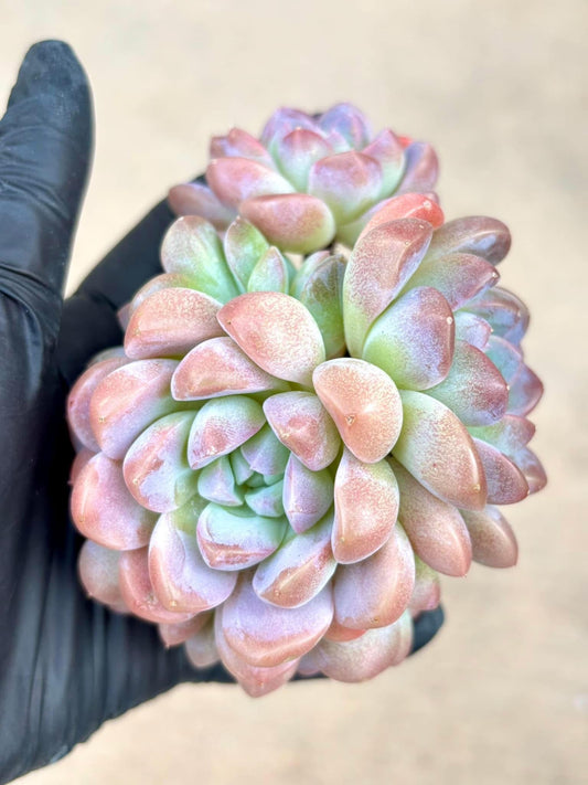Echeveria Duo Duo Ice Jade | Live Succulent Plant | Korean Succulent | Rare Imported Echeveria | Imported Plants