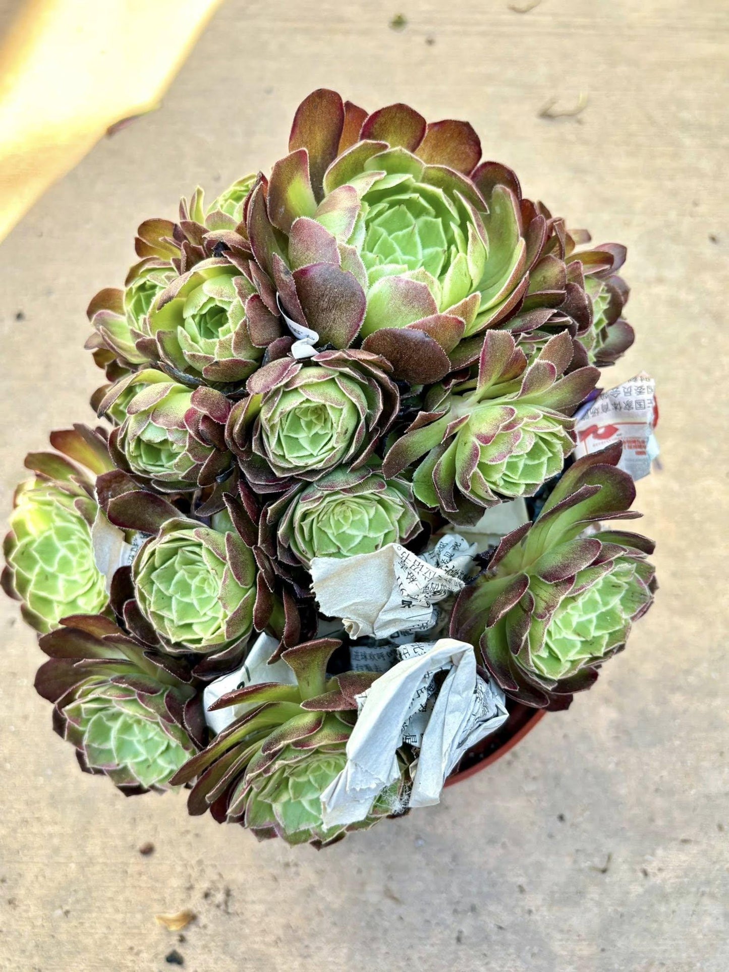 Aeonium Honey Peach Variegated | Live Succulent Plant | Rare Imported Aeonium | Imported Plants