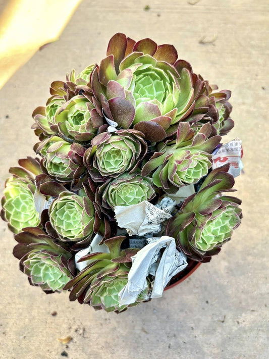 Aeonium Honey Peach Variegated | Live Succulent Plant | Rare Imported Aeonium | Imported Plants