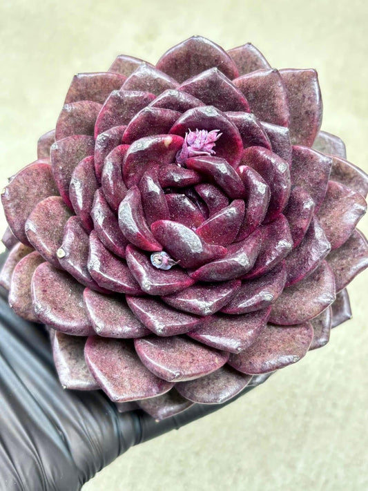 Echeveria Black Jade Unicorn | Live Succulent Plant | Korean Succulent | Rare Imported Echeveria | Imported Plants