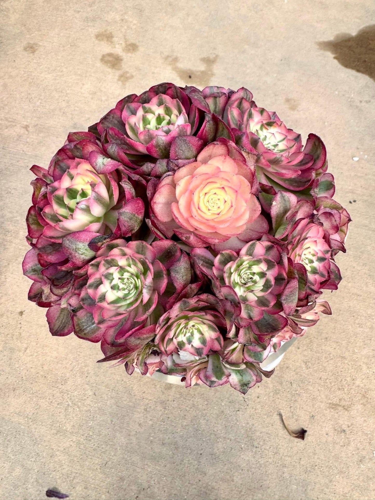 Aeonium Red Qing Cheng Variegated | Live Succulent Plant | Imported Succulent