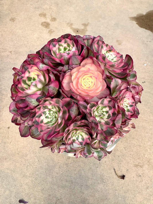 Aeonium Red Qing Cheng Variegated | Live Succulent Plant | Imported Succulent
