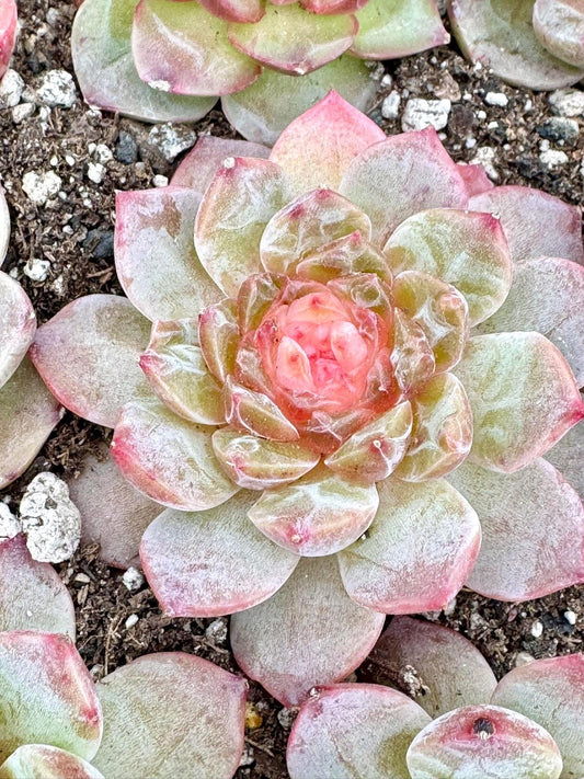 Echeveria Sunflower | Live Succulent Plant | Korean Succulent | Variegated Echeveria | Imported Plants