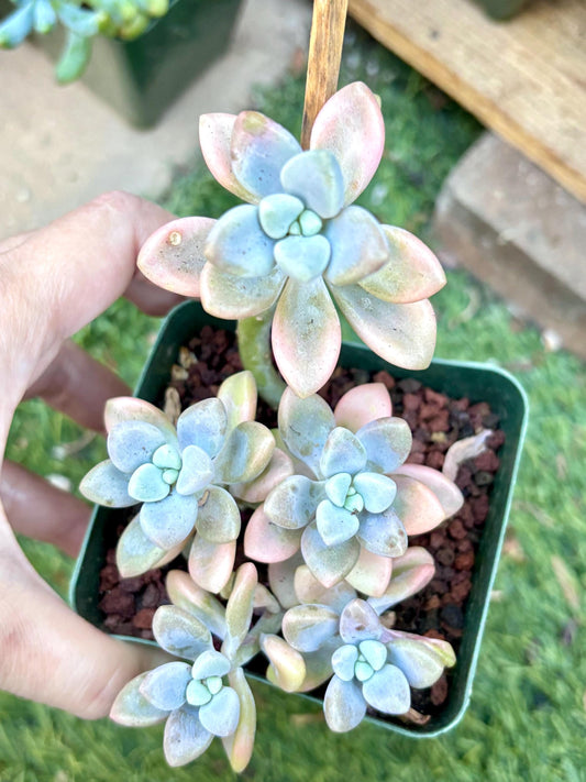 Echeveria Mendozae Variegated | Live Succulent Plant | Korean Succulent | Rare Imported Echeveria | Imported Plants