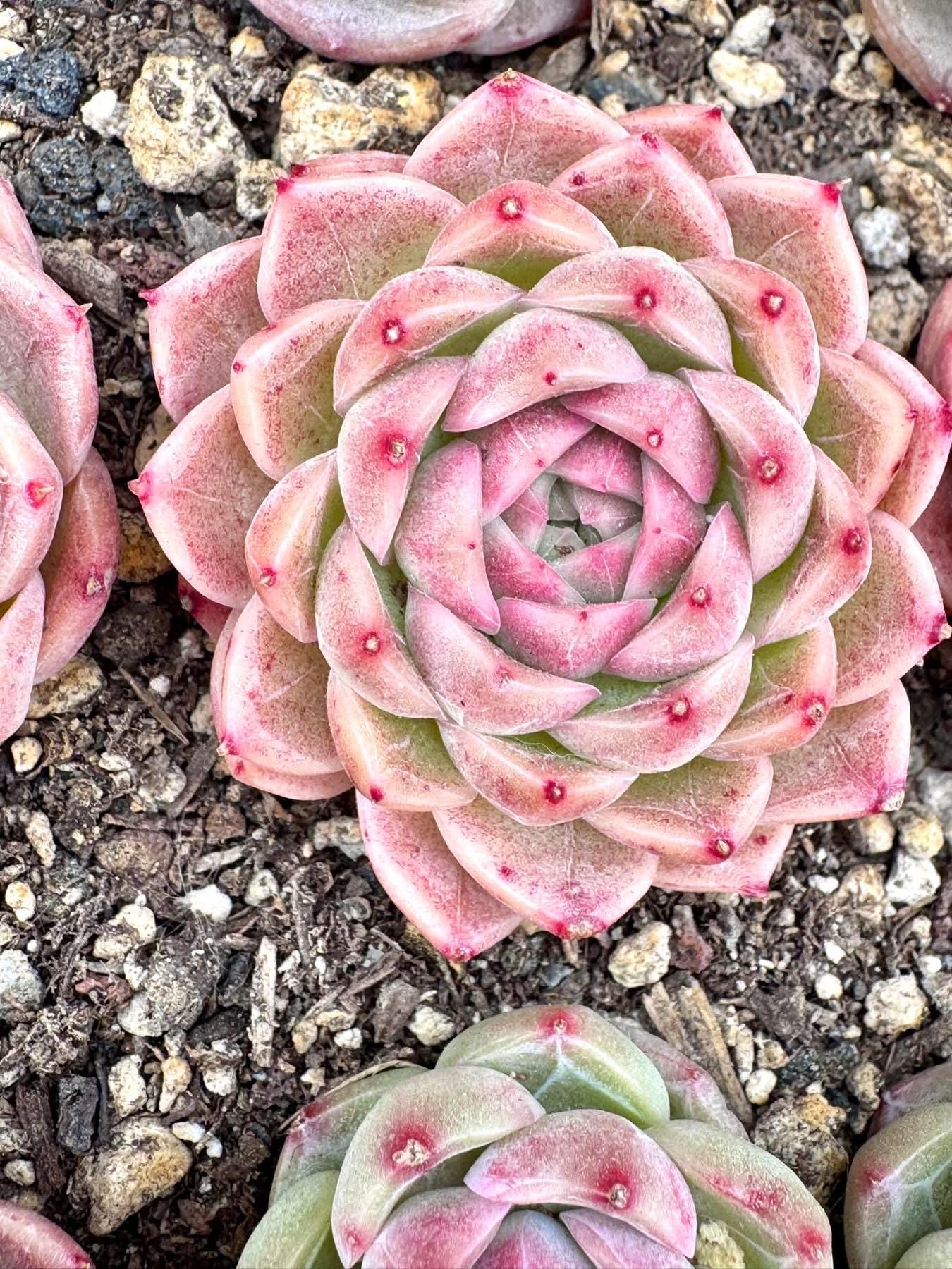Echeveria Lucky Cloud | Rare Imported Succulent | Collector Succulent