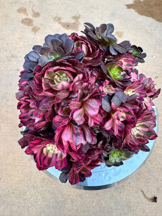 Aeonium Gucci Special Variegated | Live Succulent Plant | Imported Succulent
