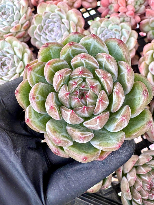 Echeveria Snowflake | Live Succulent Plant | Korean Succulent | Variegated Echeveria | Imported Plants