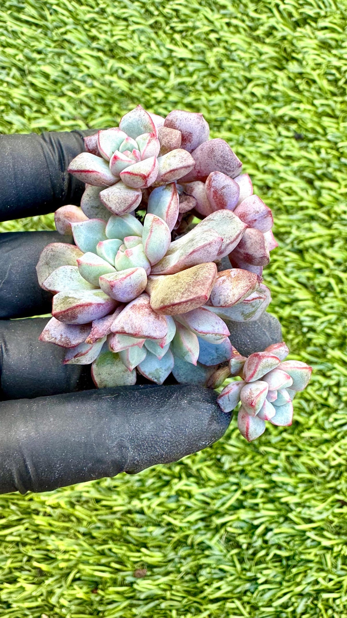 Echeveria Sapphire | Live Succulent Plant | Korean Succulent | Rare Imported Echeveria | Imported Plants