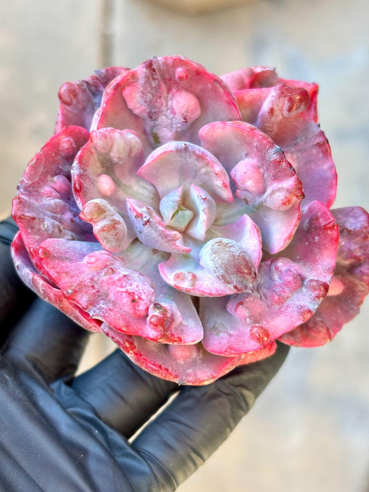 Echeveria Beyonce Variegated | Live Succulent Plant | Echeveria Cluster | Rare Imported Echeveria | Imported Plants