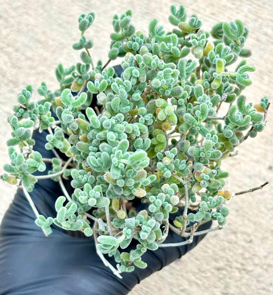 Drosanthemum Ice Crystals | Live Succulent Plant | Korean Succulent | Rare Imported | Imported Plants