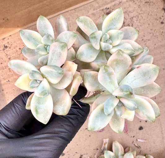 Echeveria Tituban Variegated | Live Succulent Plant | Korean Succulent | Rare Imported Echeveria | Imported Plants