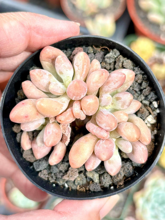 Echeveria dumpling | Live Succulent Plant | Echeveria Cluster | Rare Imported Echeveria | Imported Plants