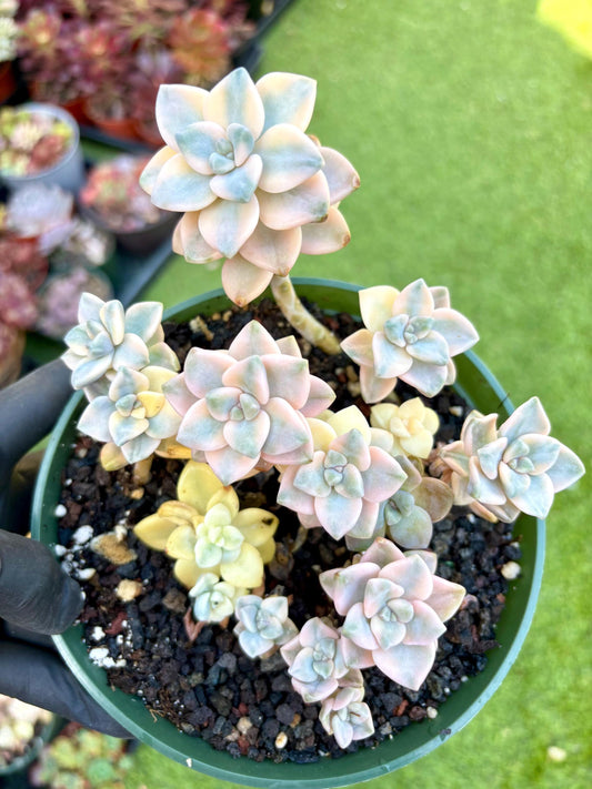 Echeveria Apricot Beauty Variegated | 6” pot | Live Succulent Plant | Korean Succulent | Variegated Pachyveria | Imported Plants
