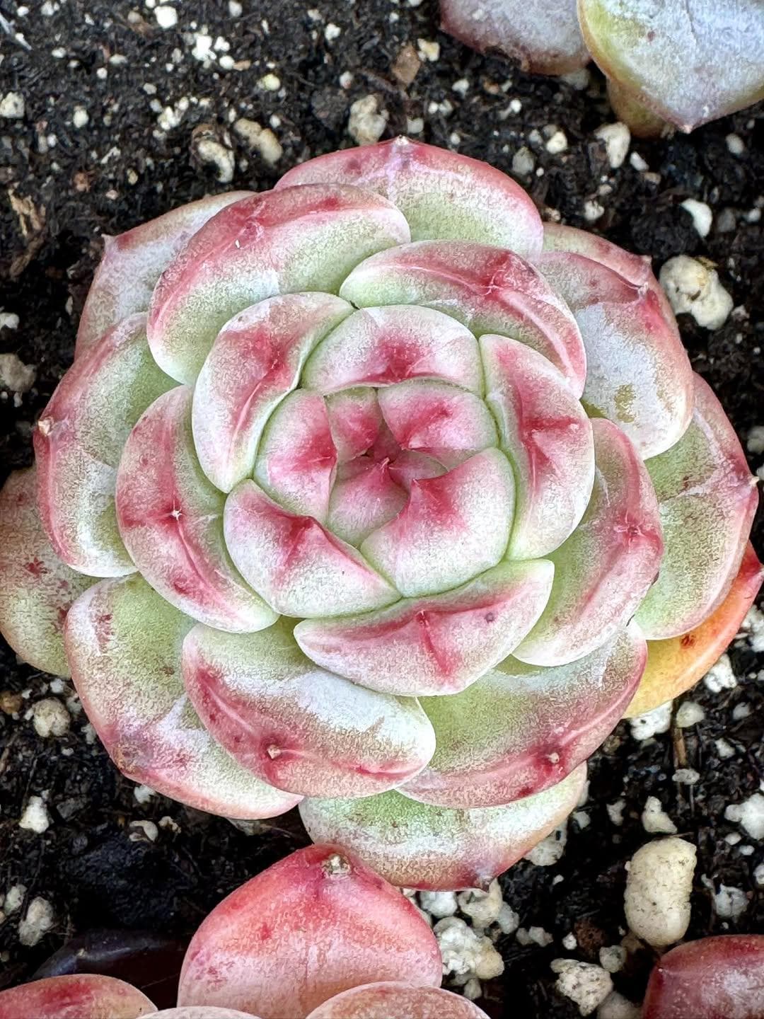 Echeveria Taro | Rare Imported Succulent | Collector’s Succulent