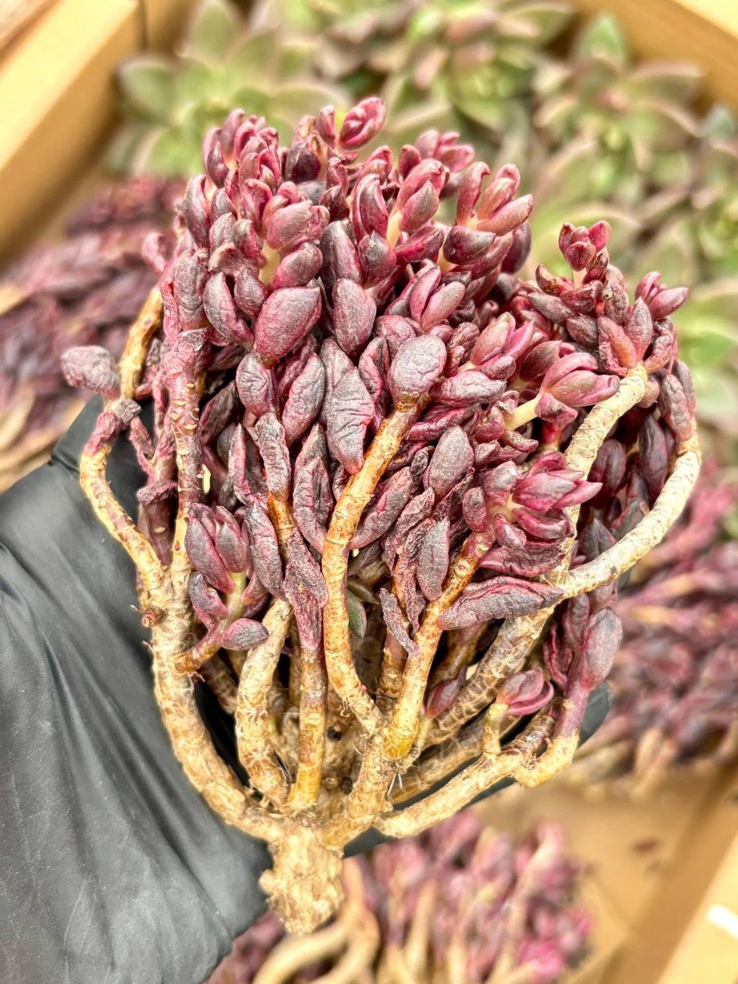 Echeveria Chocolate Variegated | Live Succulent Plant | Korean Succulent | Variegated Pachyveria | Imported Plants | Echeveria Clusters