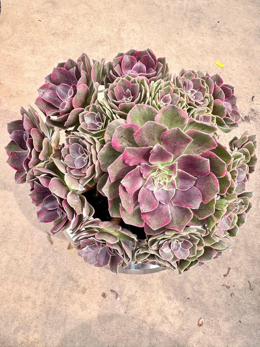 Aeonium Diamond Lover Variegated | Live Succulent Plant | Rare Imported Aeonium | Imported Plants