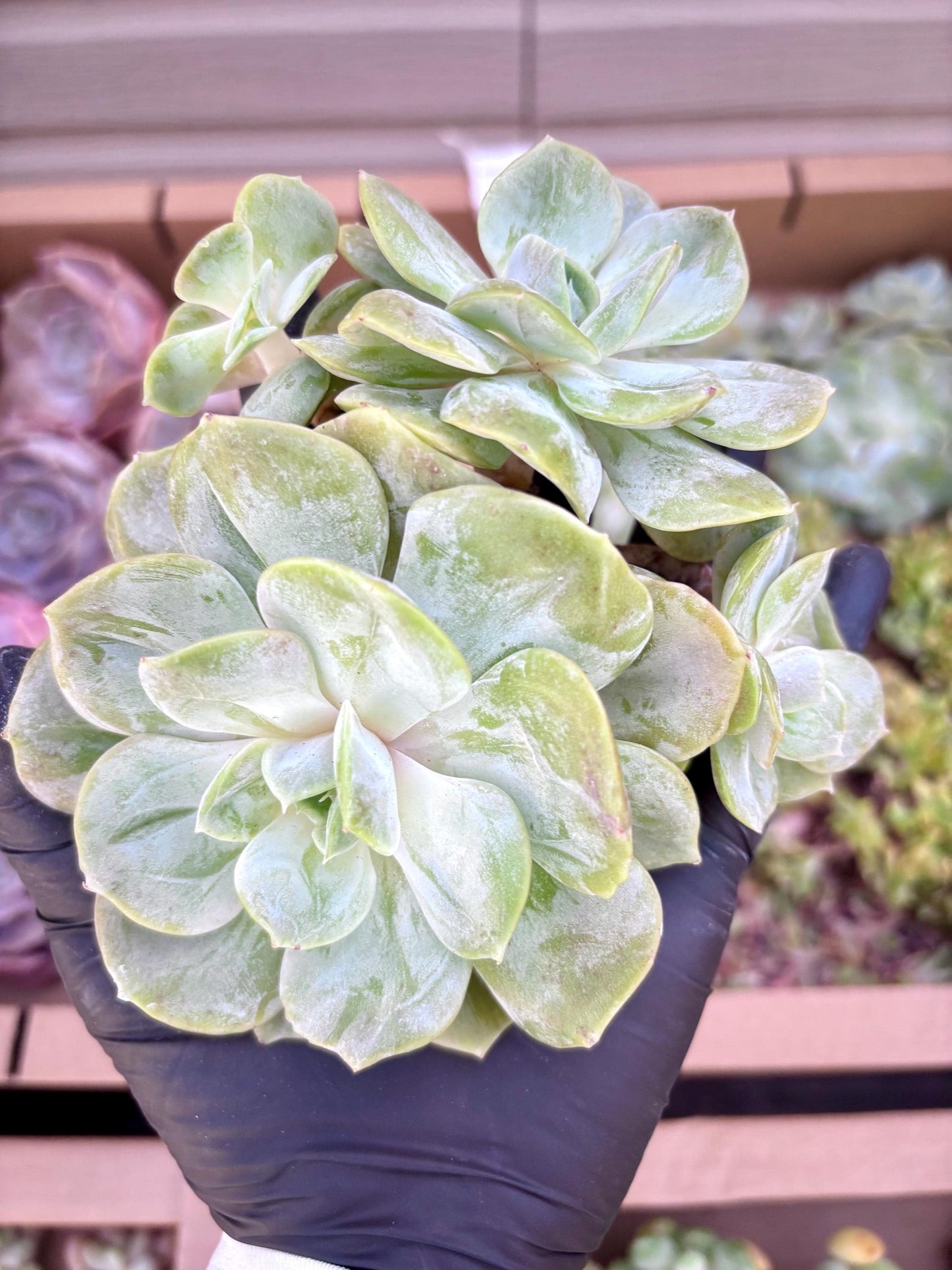 Echeveria Blue Mood | Live Succulent Plant | Korean Succulent | Rare Imported Echeveria | Imported Plants