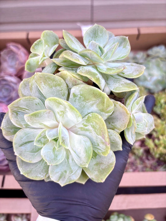 Echeveria Blue Mood | Live Succulent Plant | Korean Succulent | Rare Imported Echeveria | Imported Plants