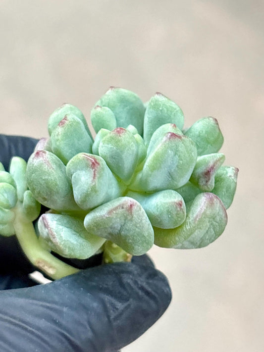 Echeveria Heartball | Live Succulent Plant | Korean Succulent | Rare Imported Echeveria | Imported Plants