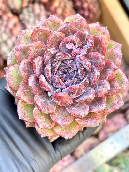 Echeveria Black Diamond | Live Succulent Plant | Korean Succulent | Rare Imported Echeveria | Imported Plants