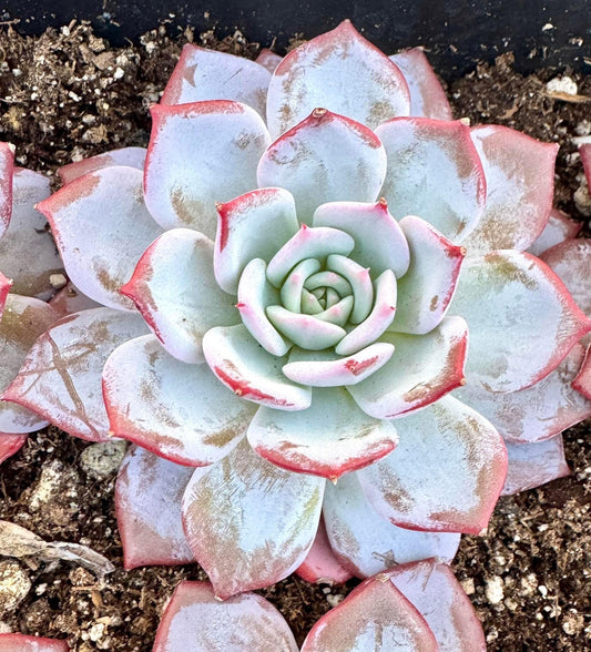 Echeveria Purple Fairy | Live Succulent Plant | Korean Succulent | Variegated Pachyveria | Imported Plants