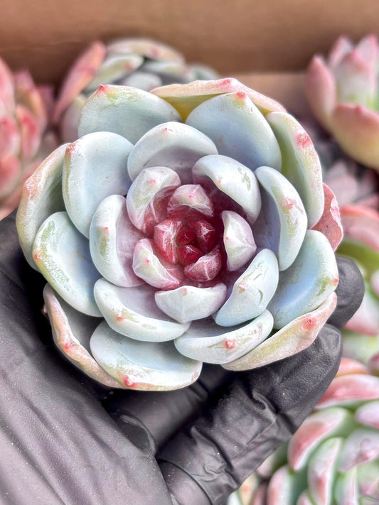 Echeveria Snow Angel Sugar Heart | Live Succulent Plant | Korean Succulent | Rare Imported Echeveria | Imported Plants