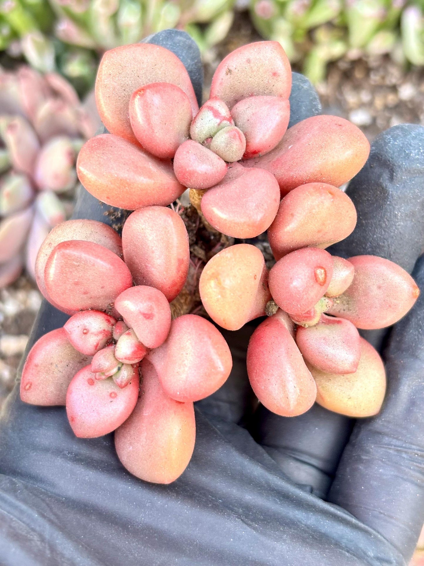 Graptoveria Avant Garde | Live Succulent Plant | Korean Succulent | Variegated Echeveria | Imported Plants