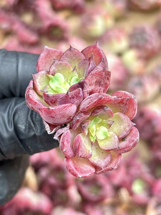 Echeveria Noble | Live Succulent Plant | Korean Succulent | Variegated Echeveria | Imported Plants | Echeveria Clusters
