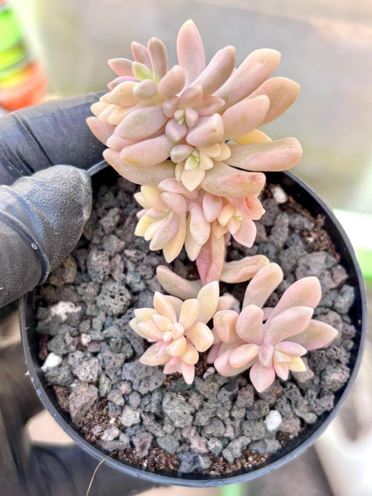 Graptopetalum Mirinae Variegated | Live Succulent Plant | Korean Succulent | Rare Imported Echeveria | Imported Plants