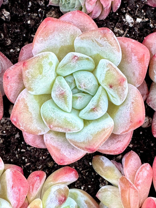 Echeveria Frost Work | Live Succulent Plant | Korean Succulent | Variegated Echeveria | Imported Plants | Echeveria Clusters